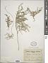 Lepidium micranthum Ledeb.
