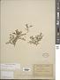 Lepidium oblongum Small