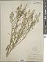 Lepidium virginicum L.