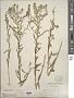 Lepidium virginicum L.