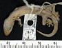 Lepidodactylus lugubris