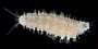 Lepidonotus sp.
