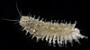 Lepidonotus sp.