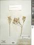 Lepidospartum squamatum A. Gray