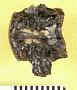 Lepidosteus atrox Leidy