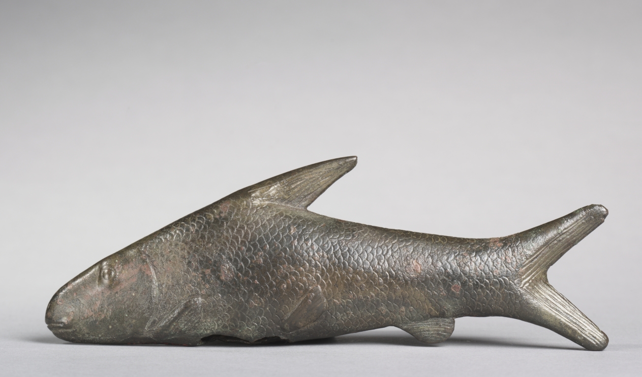 Lepidotus Fish