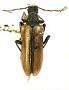 Leptacmaeops punctiventris