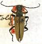 Leptacmaeops stolida