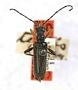 Leptacmaeops tenuis