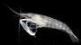 Leptalpheus forceps