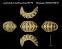 Leptochiton belknapi