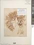 Leptocladia binghamiae