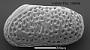 Leptocythere sp.