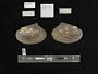 Leptodea fragilis