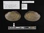 Leptodea fragilis