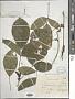 Leptoderris sp.