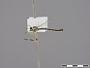 Leptogaster aganniphe