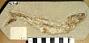Leptolepis sp