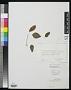 Leptolobium elegans Vogel