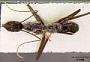 Leptomyrmex niger