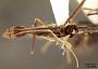 Leptomyrmex puberulus