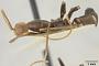 Leptomyrmex wiburdi