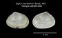 Lepton concentricum