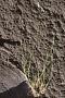 Leptophyllochloa micrathera (É. Desv.) C. E. Calderón