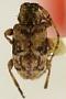 Leptostylus pygmaeus