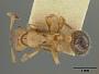 Leptothorax emersoni