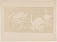 Les cygnes