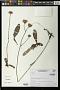 Lessingianthus sp.