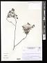 Lessingianthus sp.