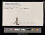Lestes congener