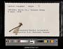 Lestes congener