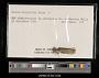 Lestes disjunctus