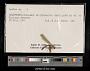 Lestes disjunctus