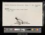 Lestes disjunctus