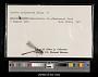 Lestes disjunctus