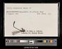 Lestes disjunctus