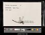 Lestes disjunctus