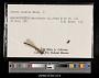 Lestes dryas