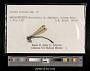 Lestes eurinus