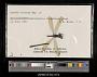 Lestes eurinus