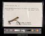 Lestes eurinus