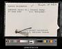 Lestes forcipatus