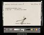 Lestes forficula