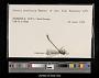 Lestes forficula