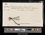 Lestes quercifolius