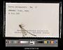 Lestes rectangularis